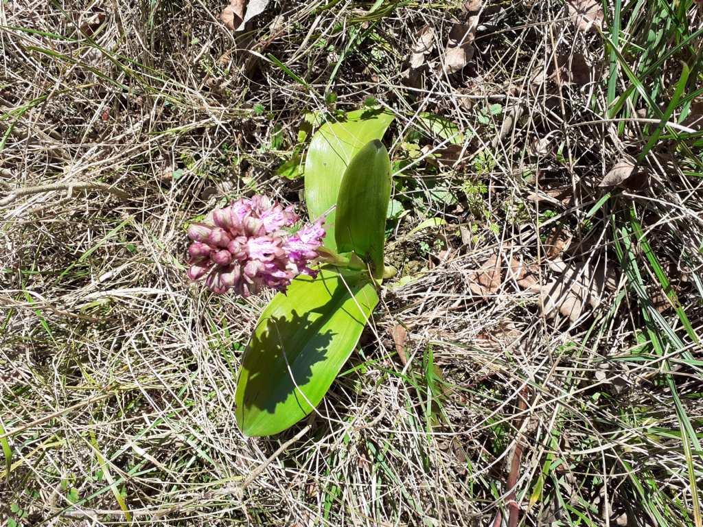 Quale orchidea?  Barlia robertiana